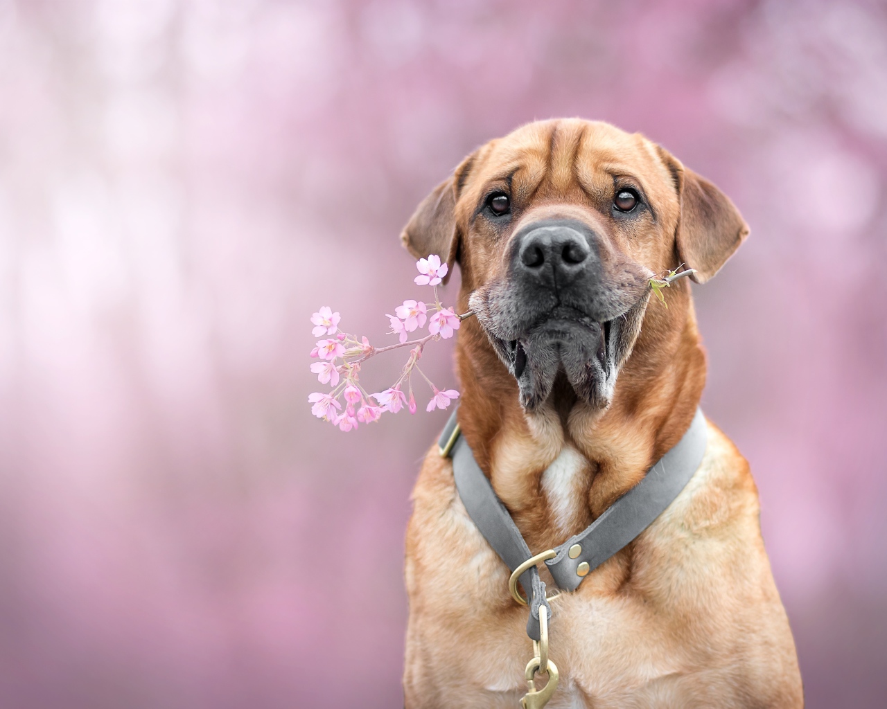Большой пес с цветком в зубах 