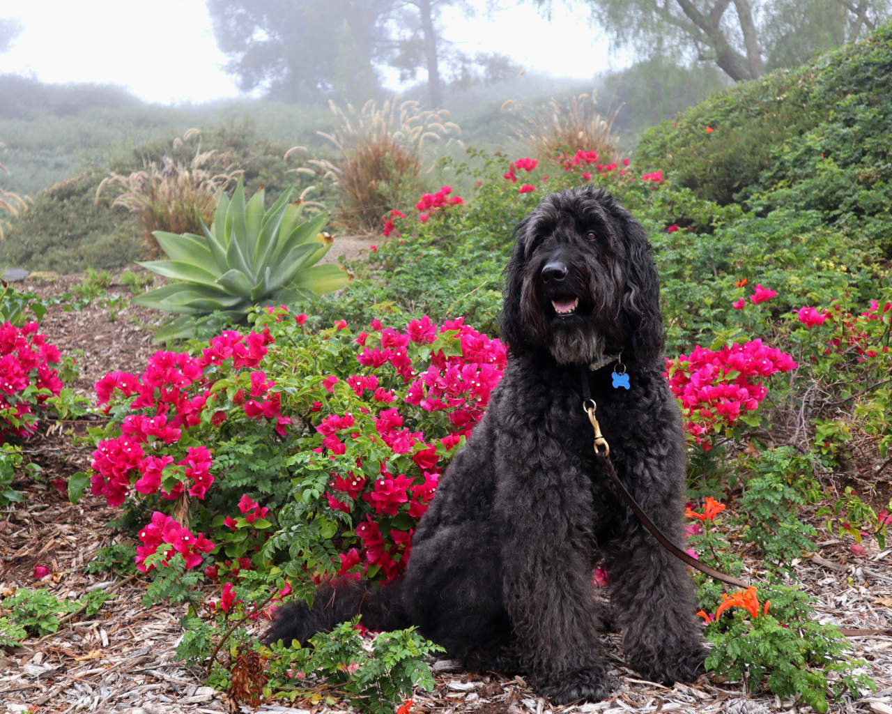 Большая Испанская водяная собака сидит у красных цветов