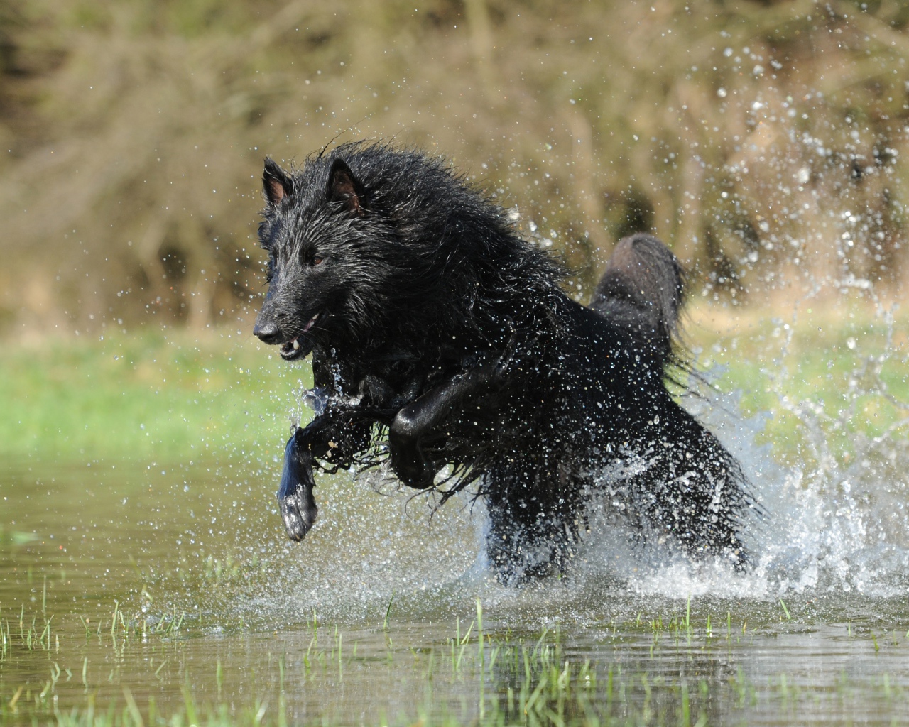 Черная Бельгийская овчарка бежит по воде