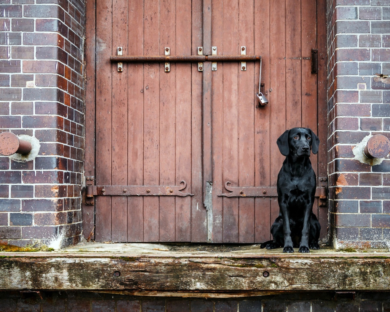 Black Labrador is sitting at the door