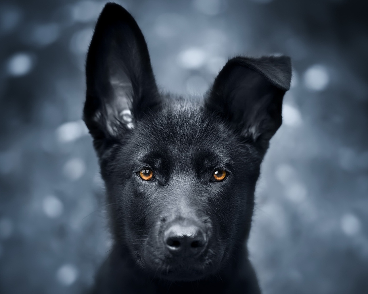 Черный щенок овчарки с опущенным ухом 