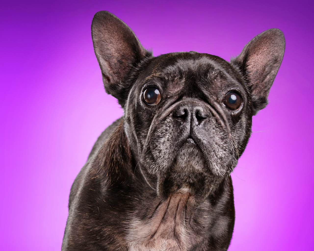 Черный бульдог на сиреневом фоне крупным планом