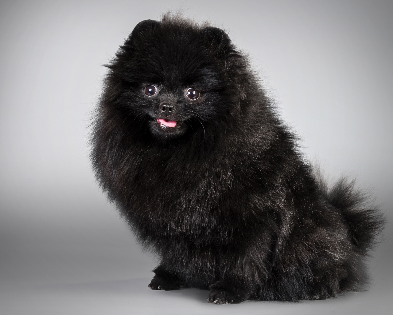 Черный пушистый шпиц на сером фоне