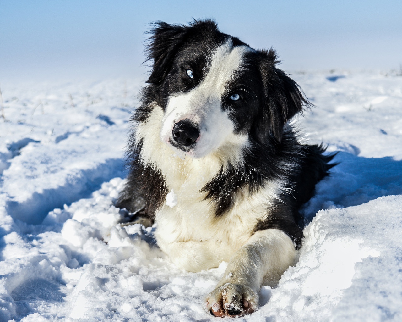 Бордер-Колли с голубыми глазами лежит на белом снегу 