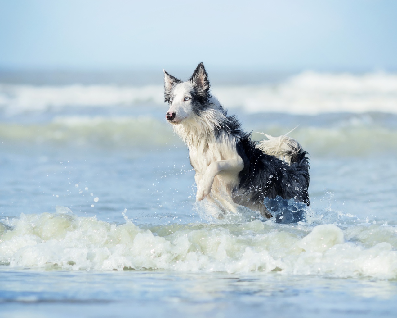 Border Collie breed dog runs in the water