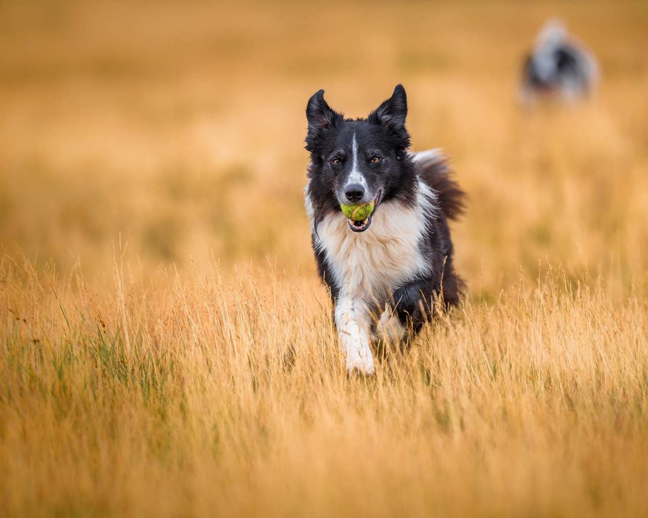 Собака породы бордер колли с мячиком во рту бежит по полю