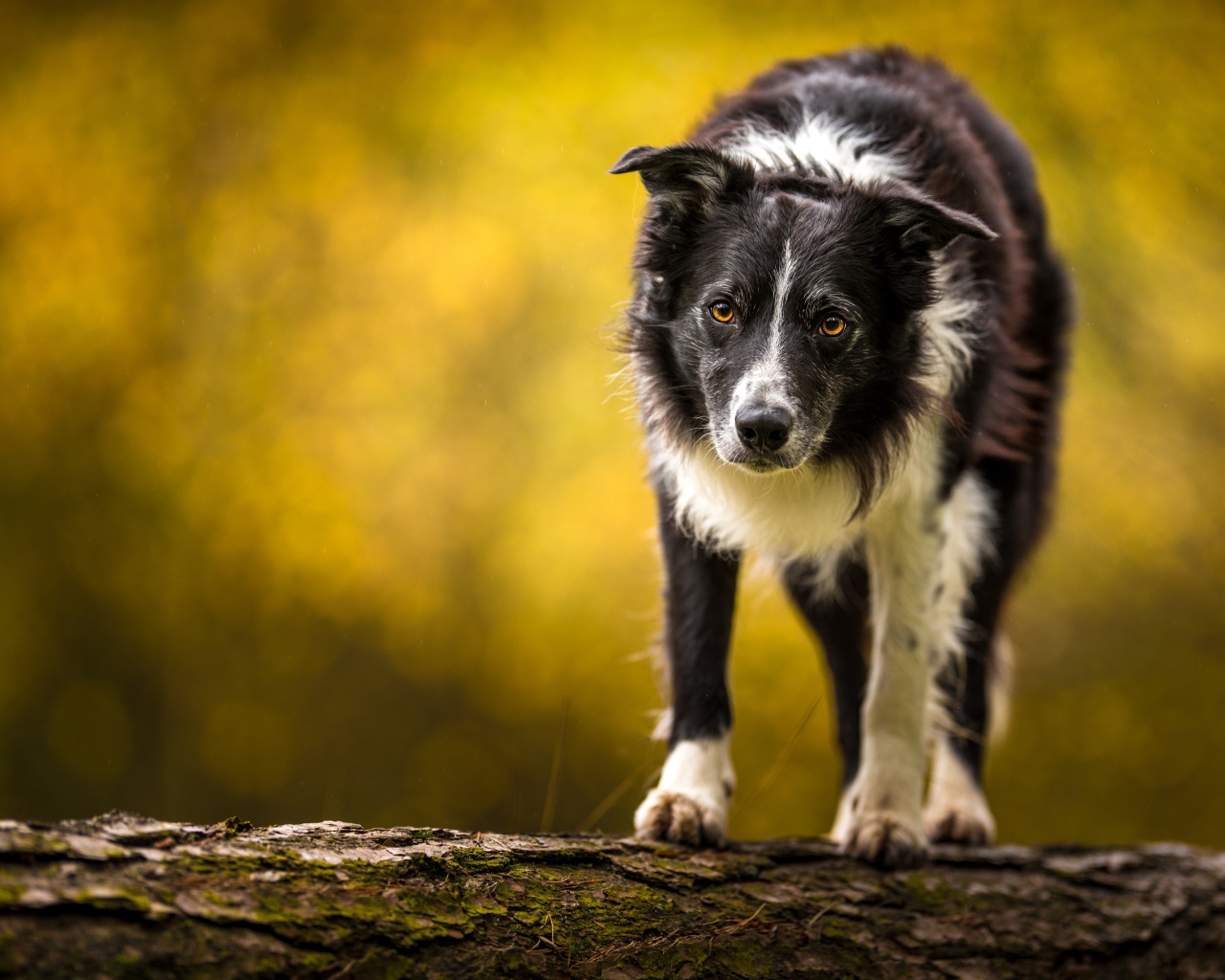 Бордер колли стоит на сухом дереве 