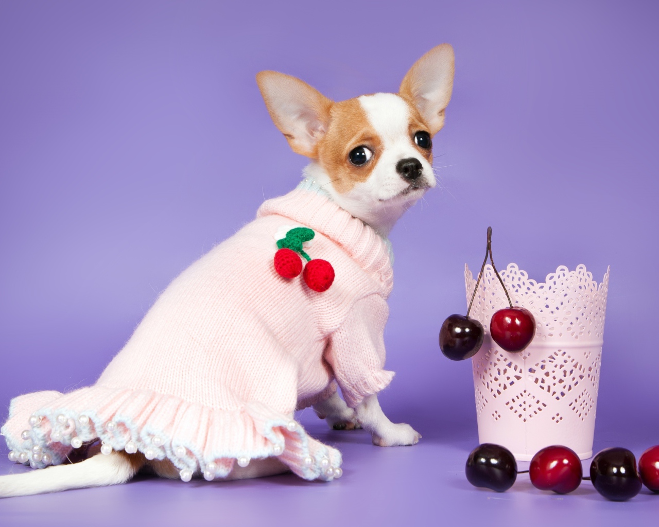 Chihuahua in a dress with a sweet cherry on a purple background