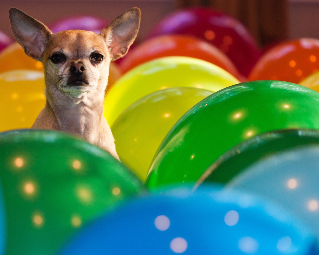 Чихуахуа сидит в воздушных шариках 