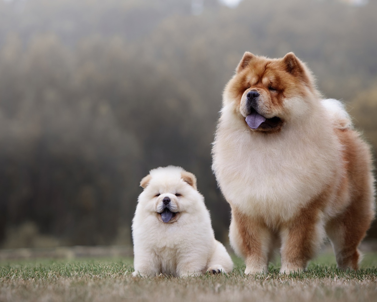 Собака породы чау чау с пушистым маленьким щенком