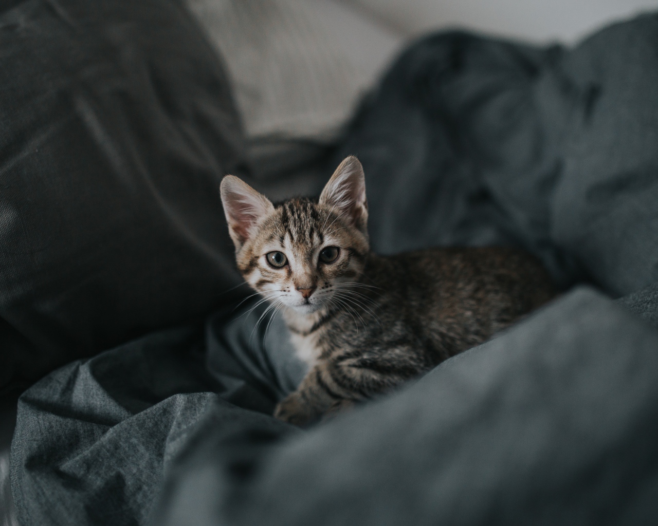 Милый серый котенок лежит на сером покрывале