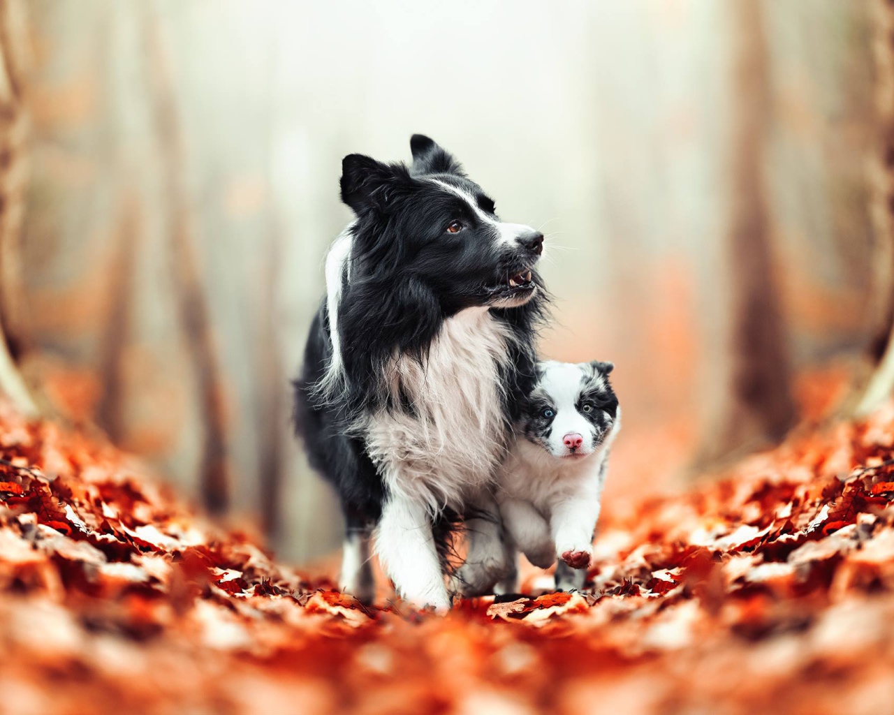 Собака бордер колли с щенком идут по желтым листьям