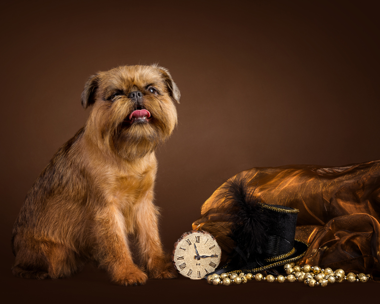 Собака породы Бельгийский гриффон с часами и шляпой на коричневом фоне