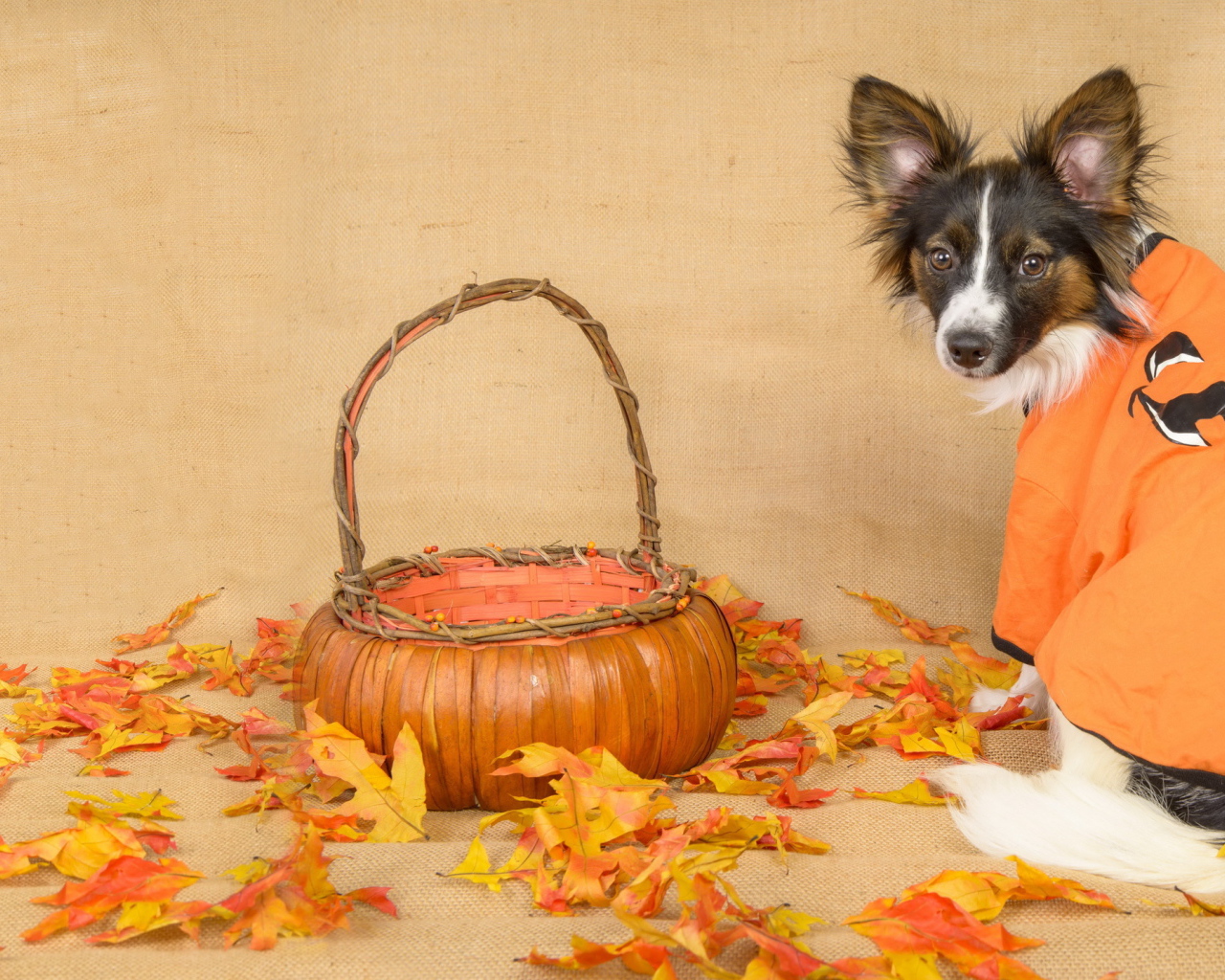 Dog with basket and fallen leaves