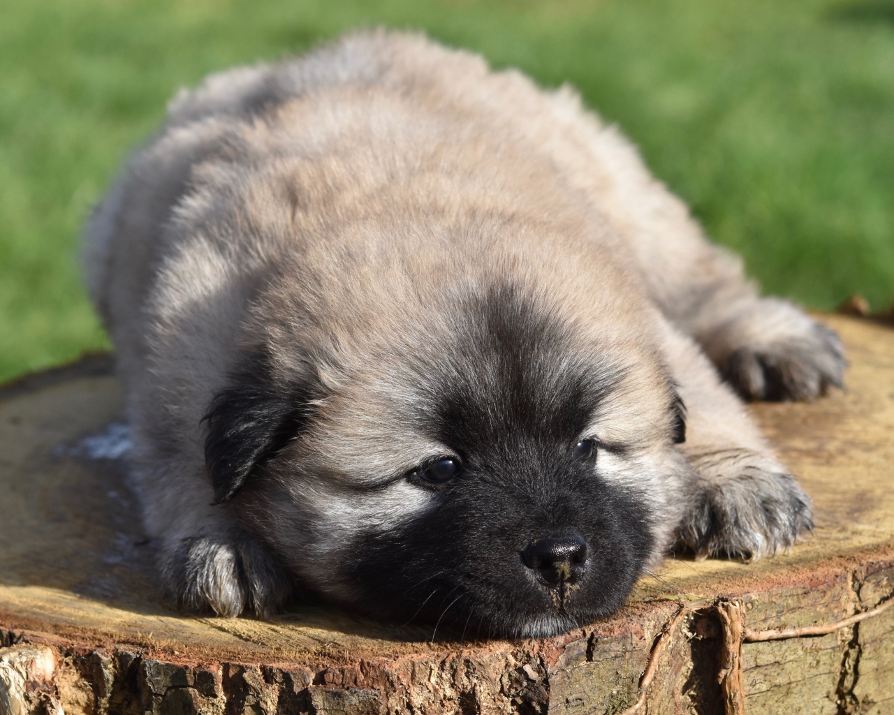 Щенок породы Евразиер лежит на пне