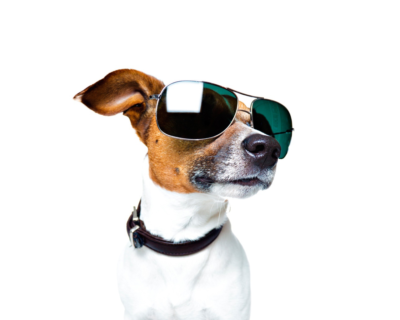 Модный Джек рассел терьер в очках на белом фоне