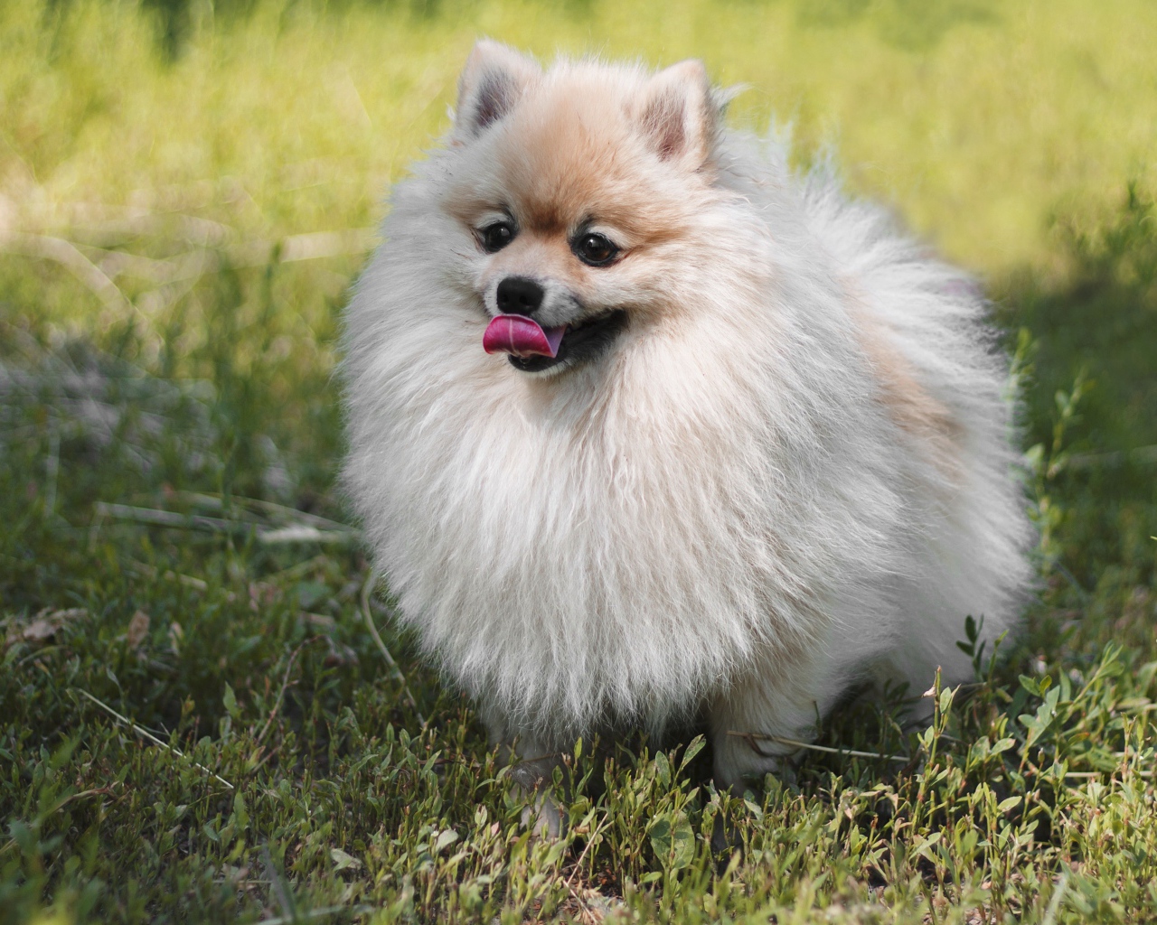 Пушистый шпиц с высунутым языком на зеленой траве