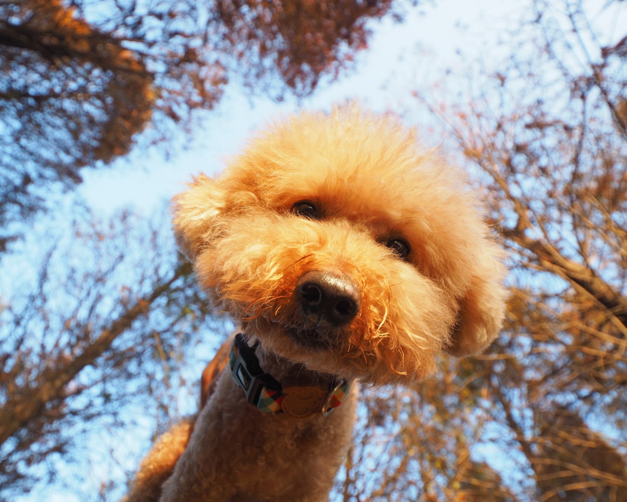 Пушистый рыжий пес смотрит в объектив камеры 