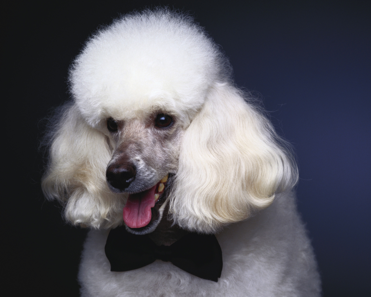 Пушистый белый пудель с черной бабочкой на шее