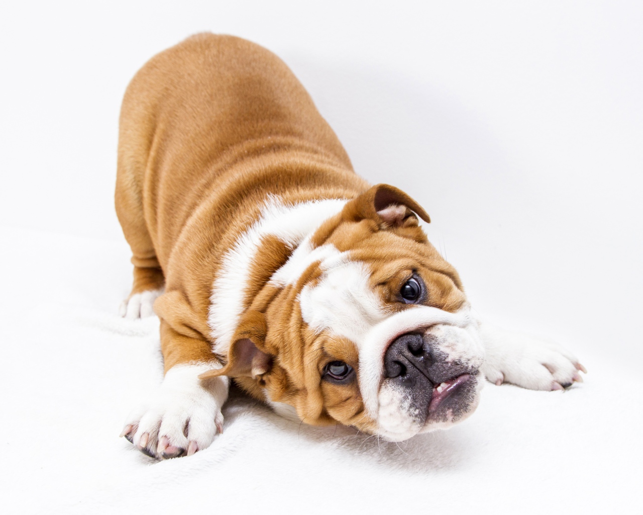 Забавный бульдог на белом фоне