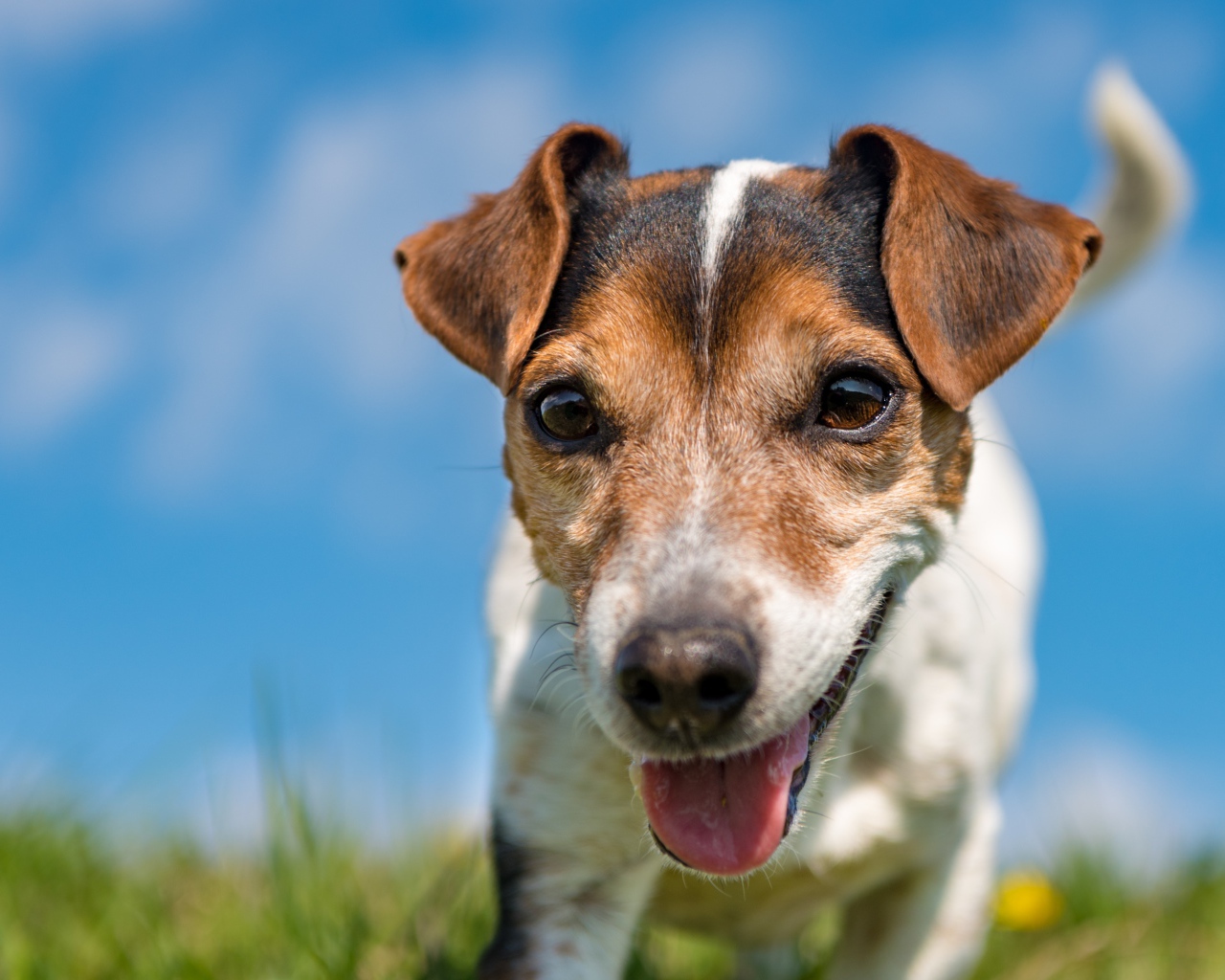 Смешной пес породы Джек-рассел-терьер крупным планом