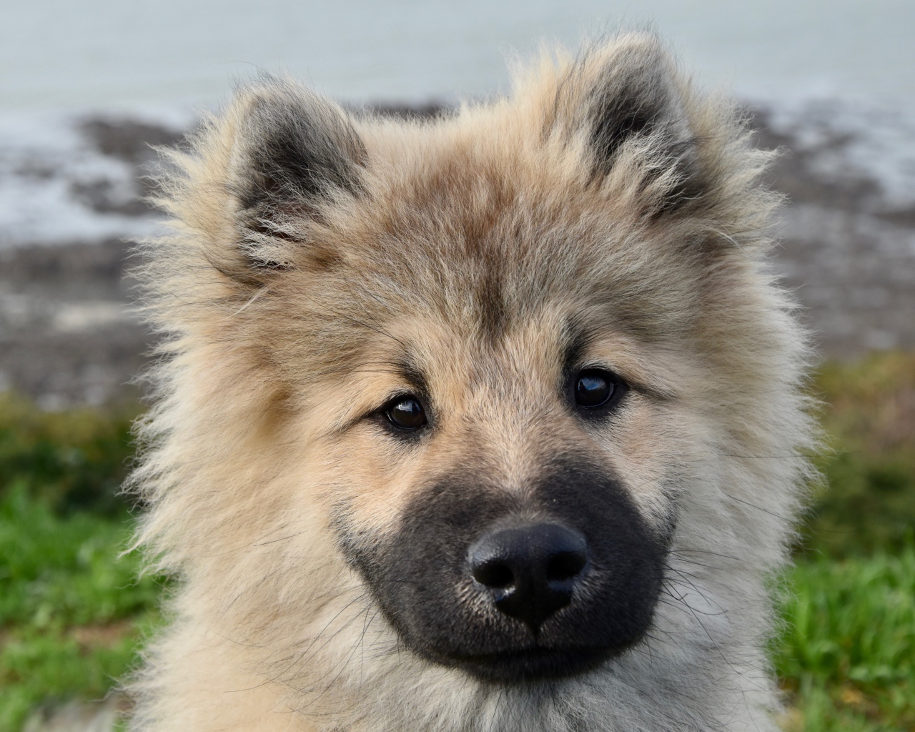 Забавный пушистый щенок породы Евразиер крупным планом