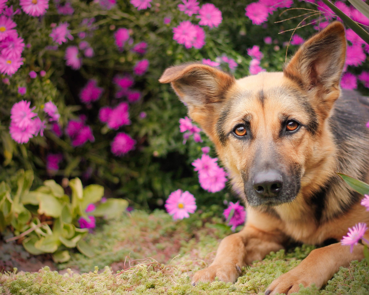 Немецкая овчарка лежит в розовых цветах
