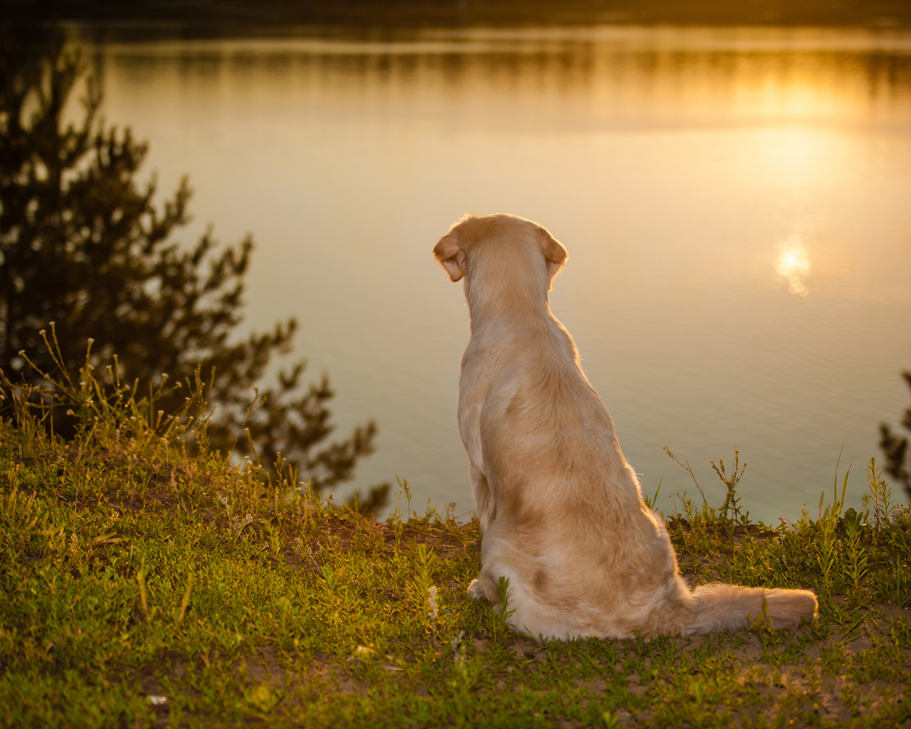 Золотистый ретривер сидит у воды на закате