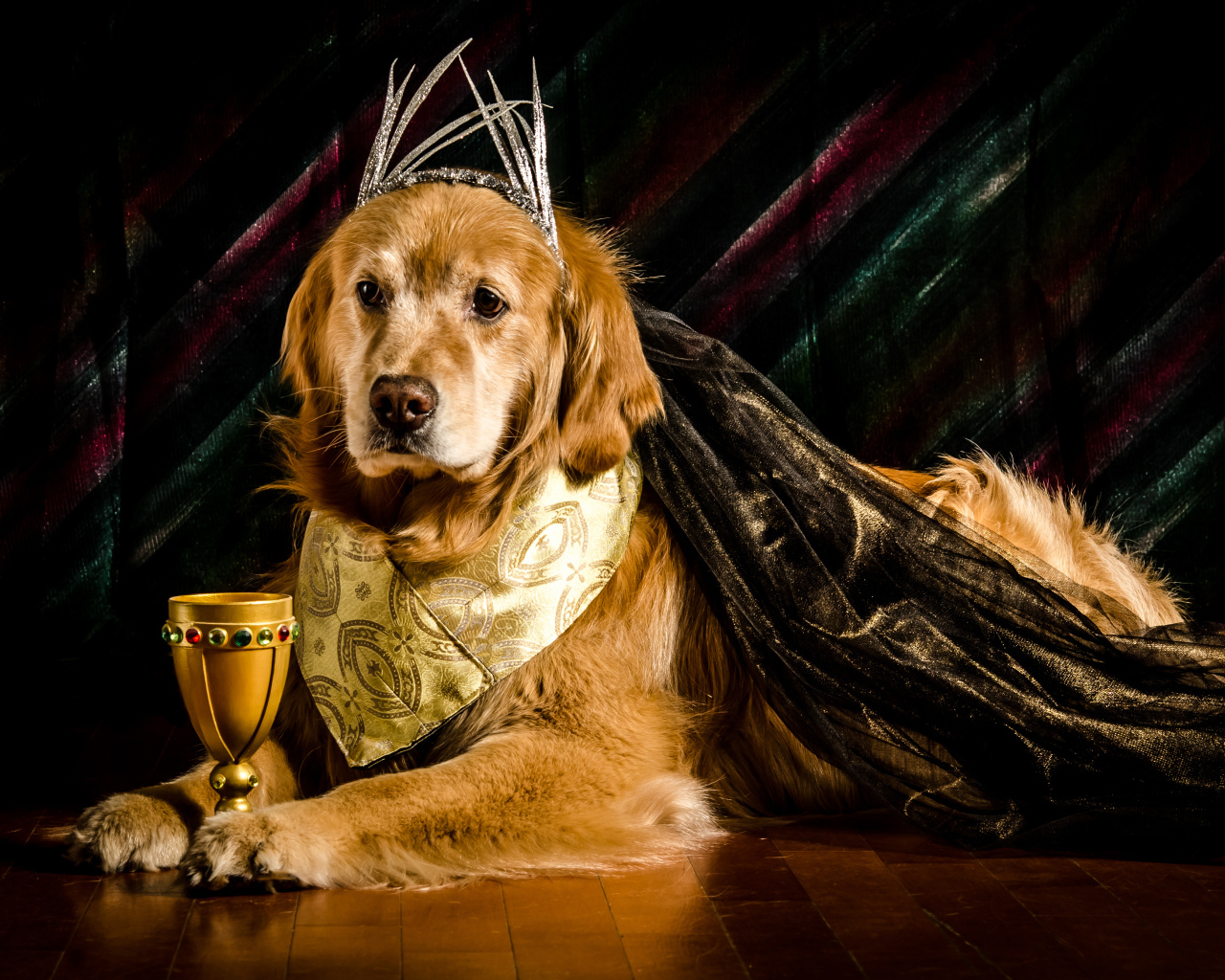 Золотистый ретривер в костюме с кубком