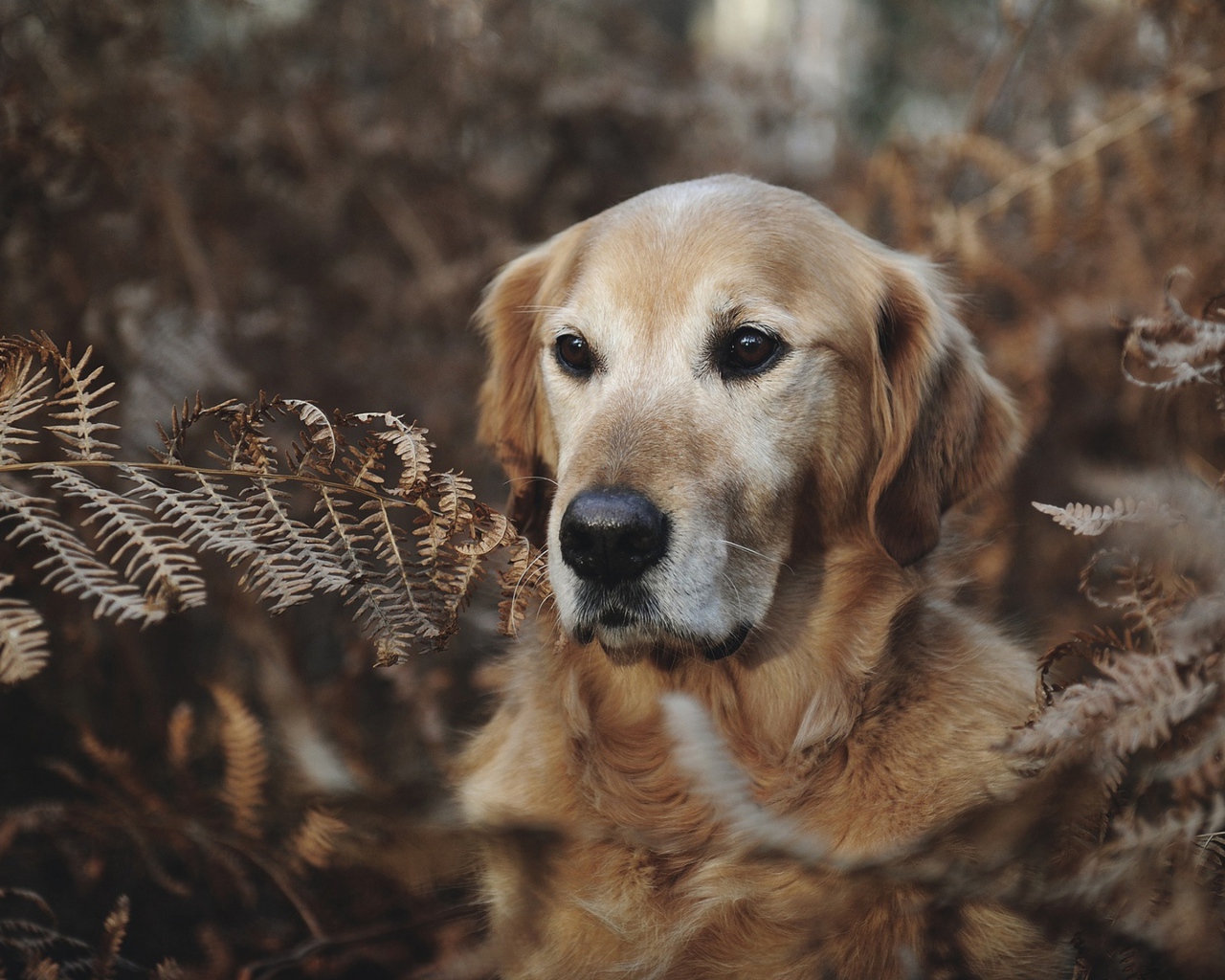 Золотистый ретривер сидит в траве 