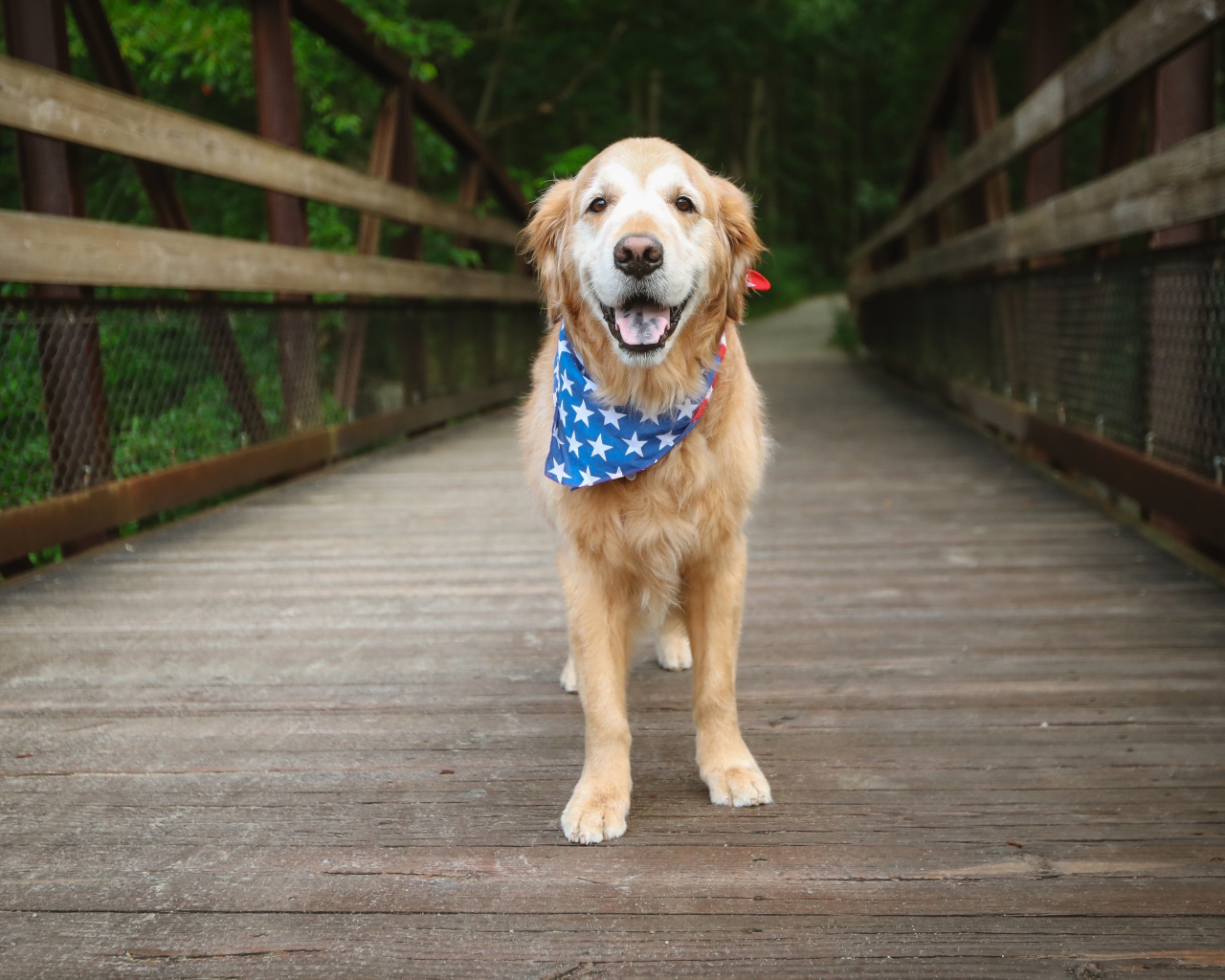 Золотистый ретривер с платком на шее стоит на мосту