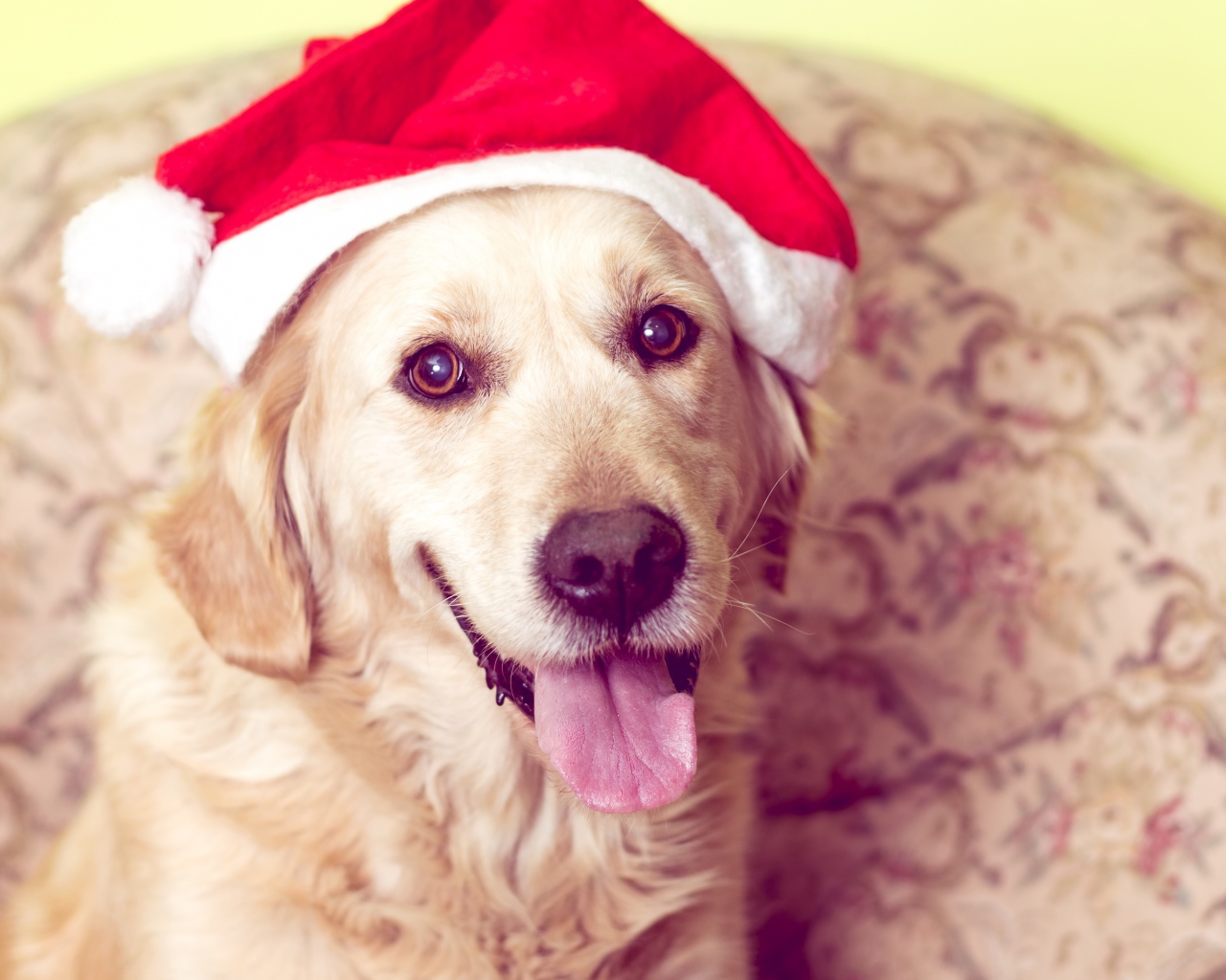 Золотистый ретривер с высунутым языком в костюме Санты