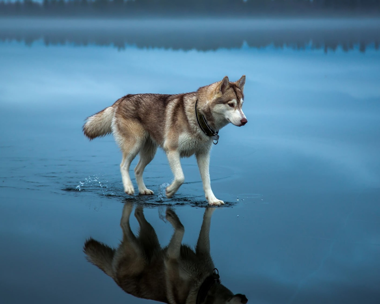 Хаски идет по воде 