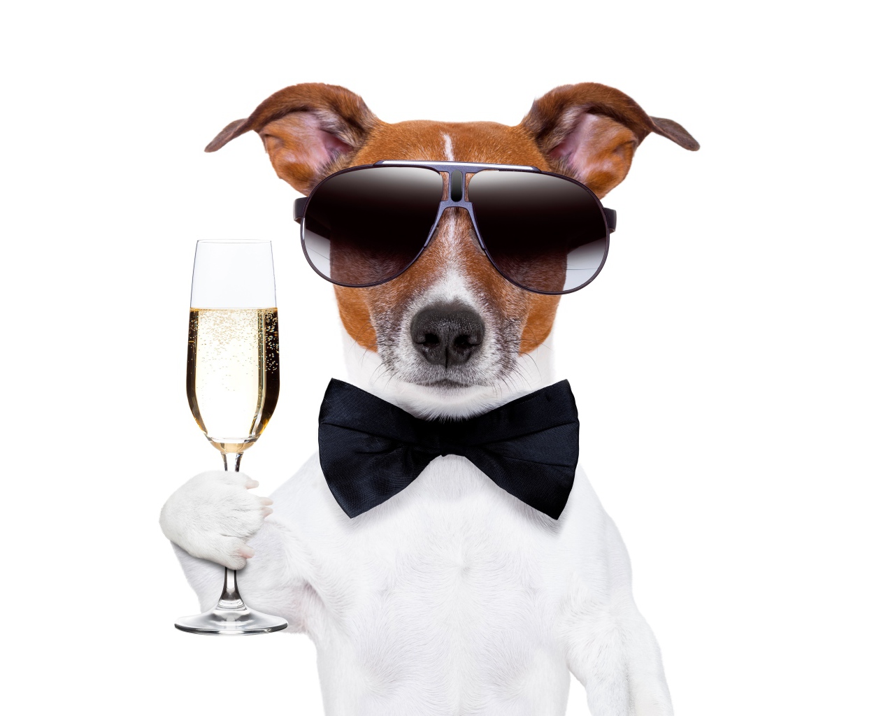 Джек рассел терьер в очках и бабочке с бокалом в руке на белом фоне