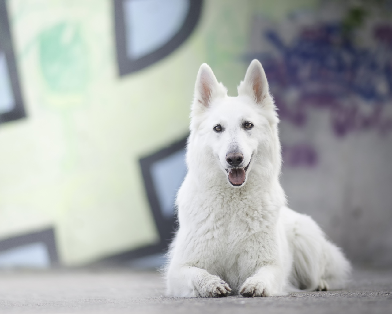 Большая белая овчарка с высунутым языком