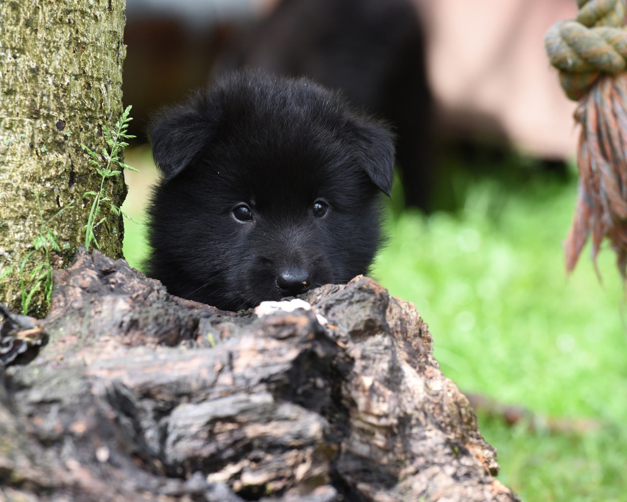 Little black belgian shepherd puppy
