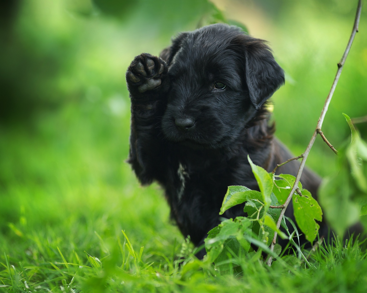 Маленький черный щенок с поднятой лапой сидит в зеленой траве