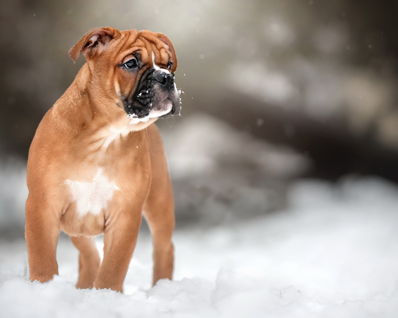 Маленький щенок боксера на снегу