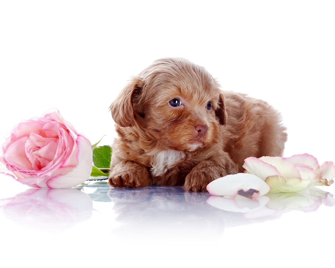 Маленький коричневый щенок с розовой розой на белом фоне