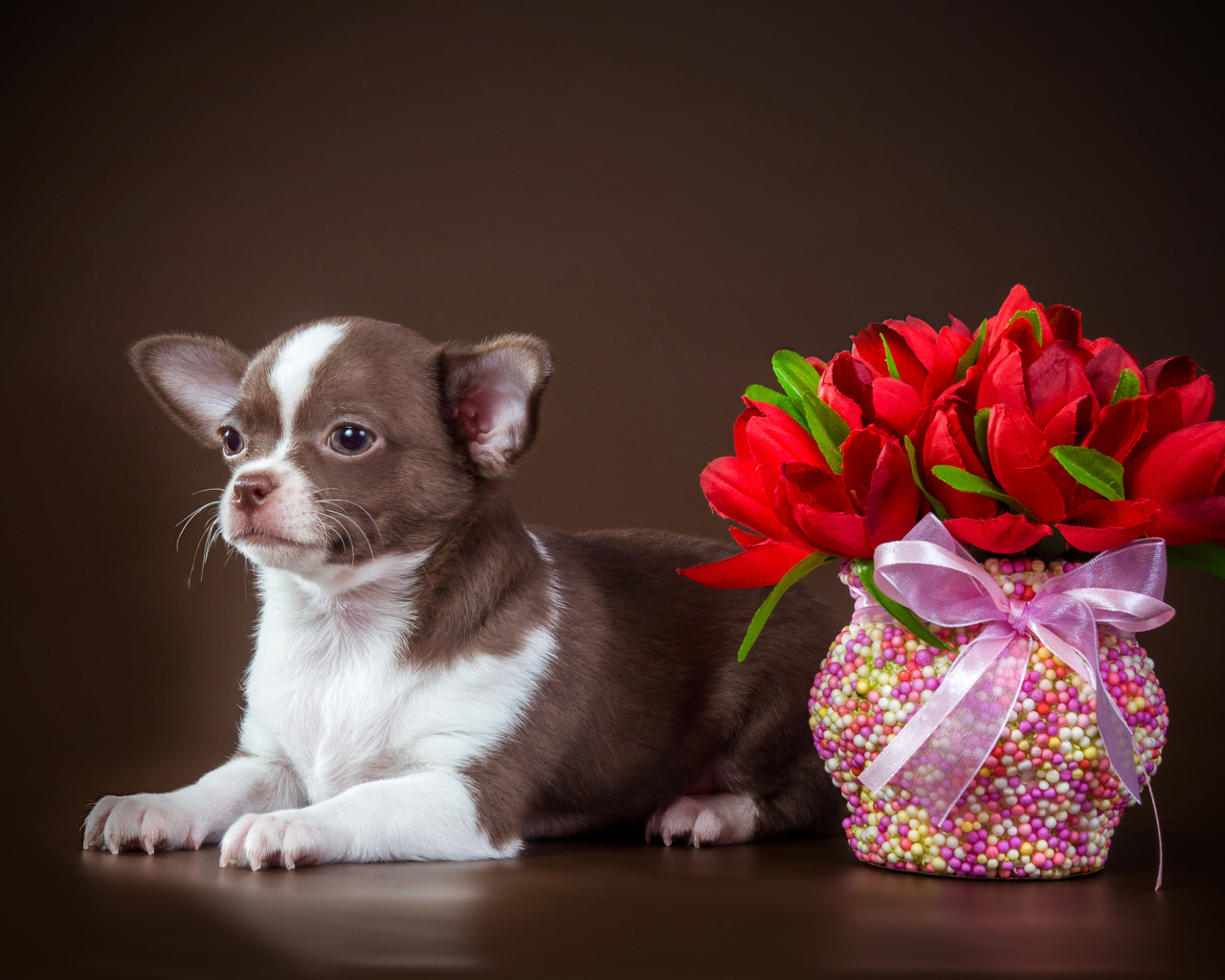 Little chihuahua with a bouquet on a brown background