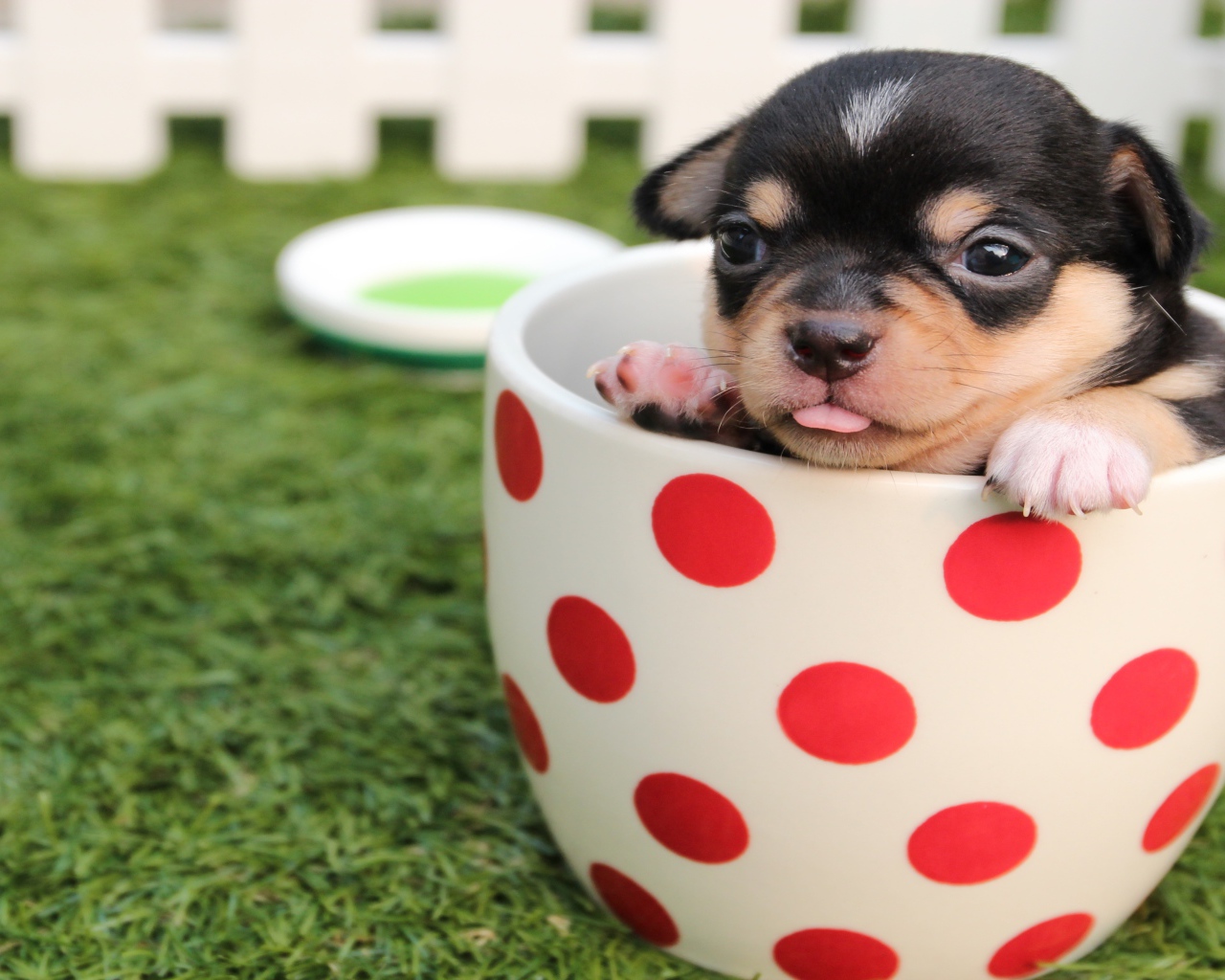 Маленький забавный щенок сидит в чашке