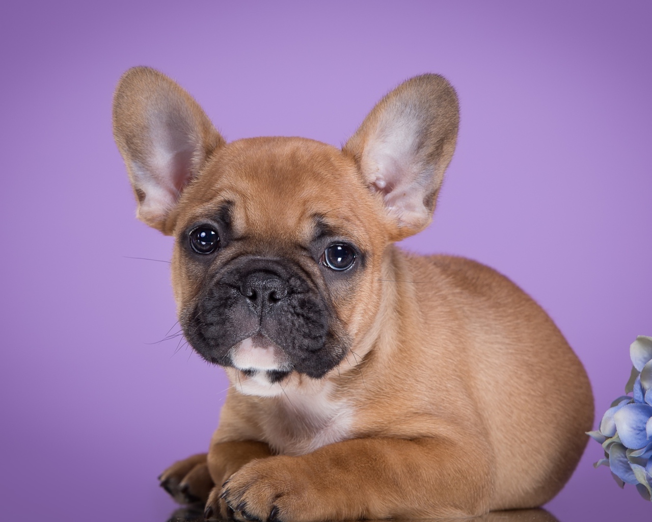 Little puppy french bulldog on lilac background