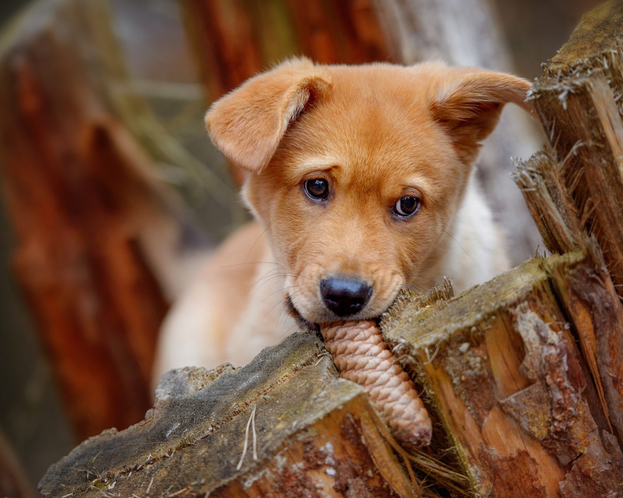 Маленький рыжий щенок грызет шишку