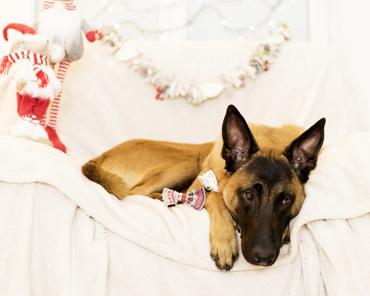 Бельгийская Овчарка Малинуа грустит на кровати