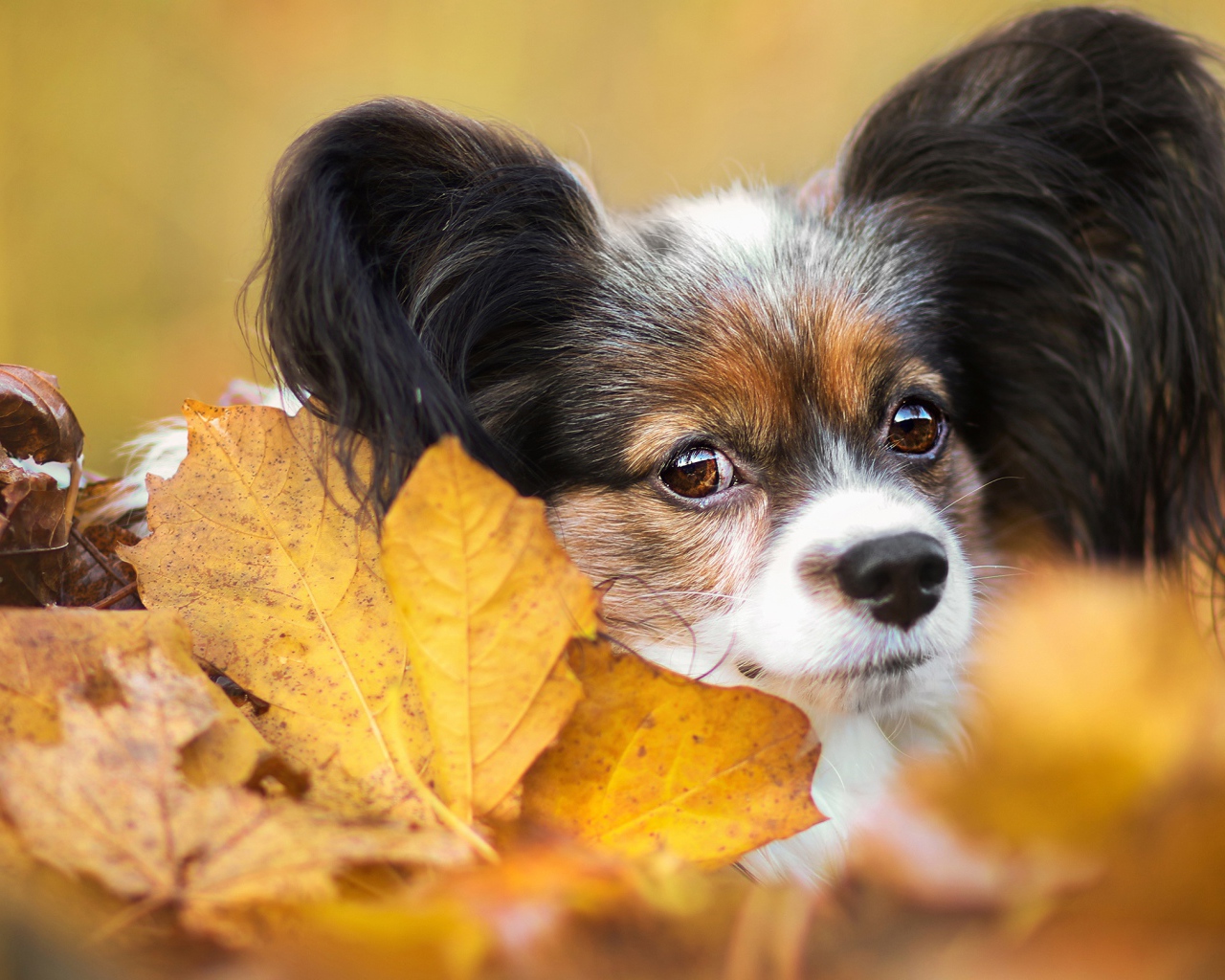 Папильон лежит в опавшей осенней листве