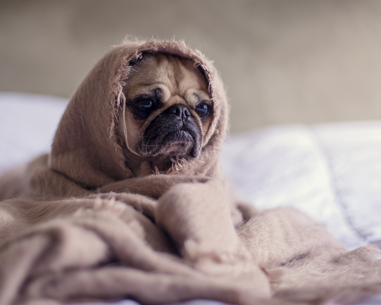 Мопс закутан в одеяло 