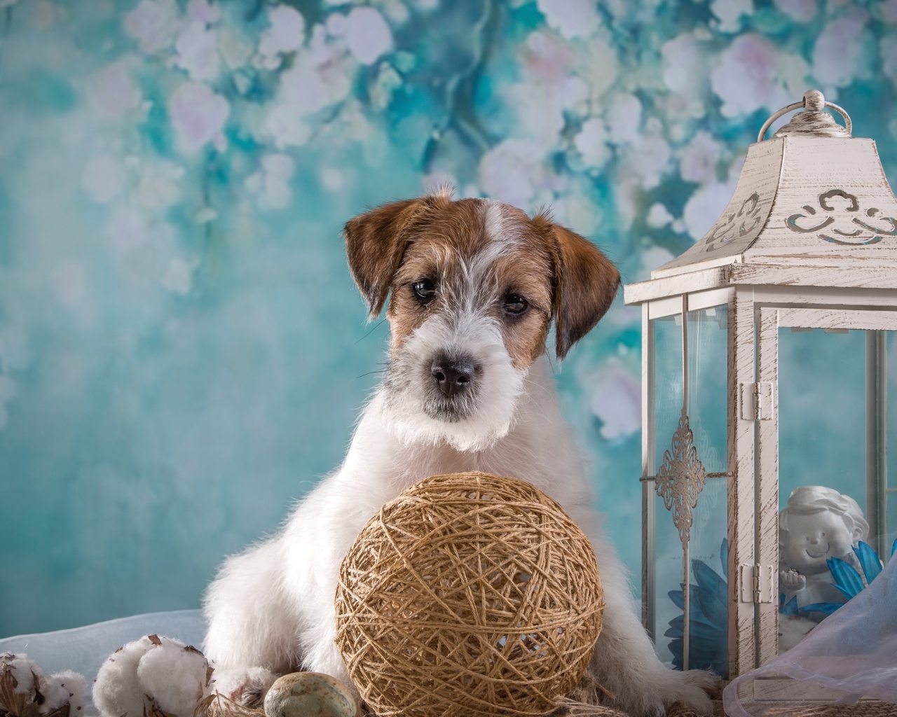 Щенок Силихем-терьер с декором