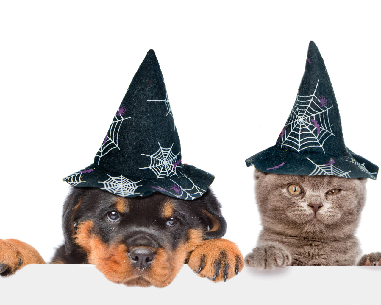 Щенок и котенок в колпаках на Хэллоуин 