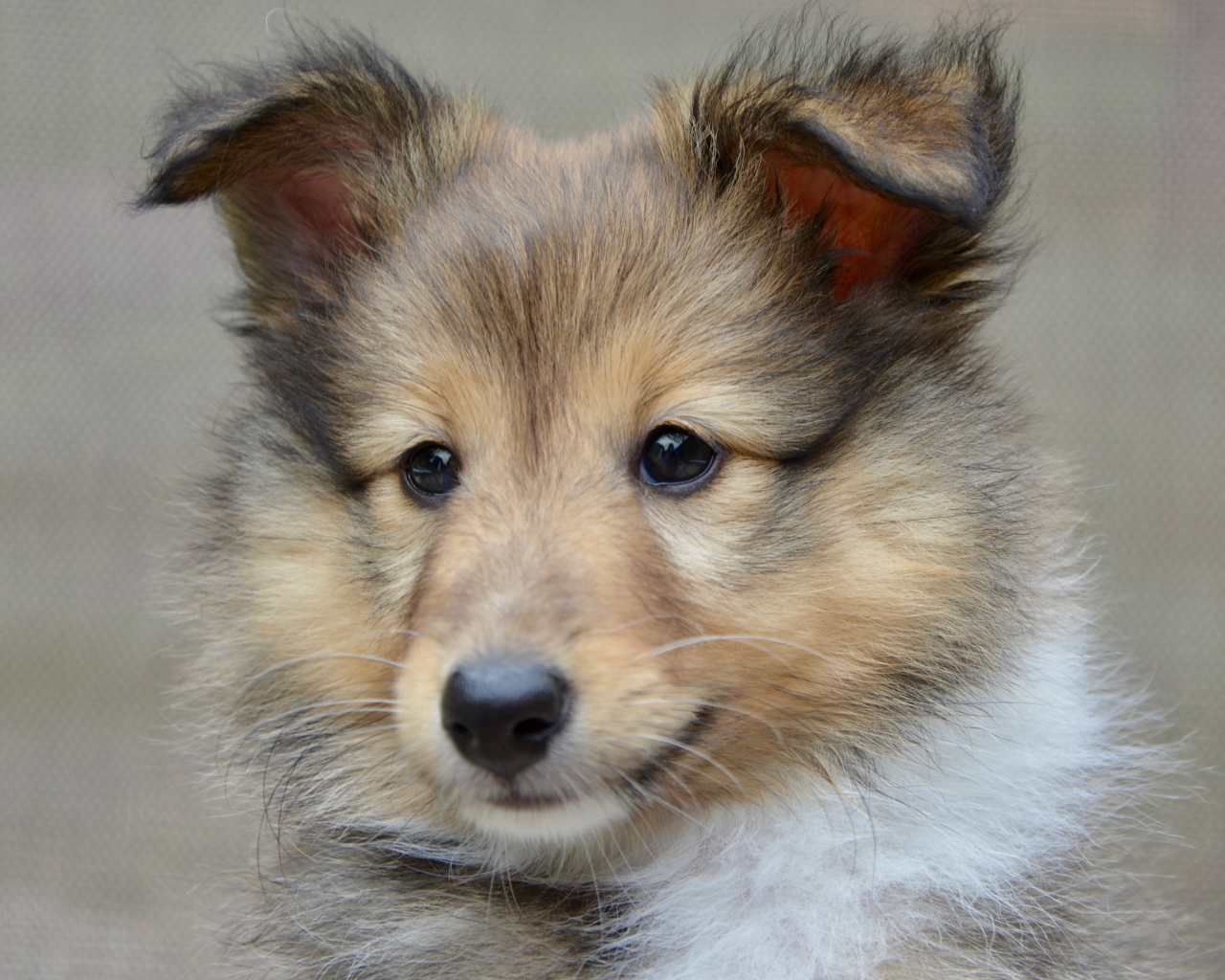 Puppy breed shetland shepherd muzzle close up