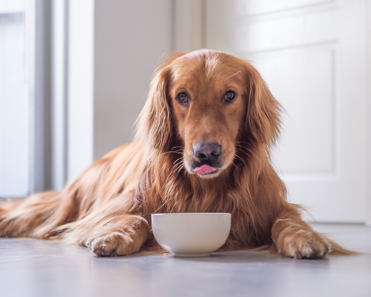 Породистая рыжая собака с чашкой 